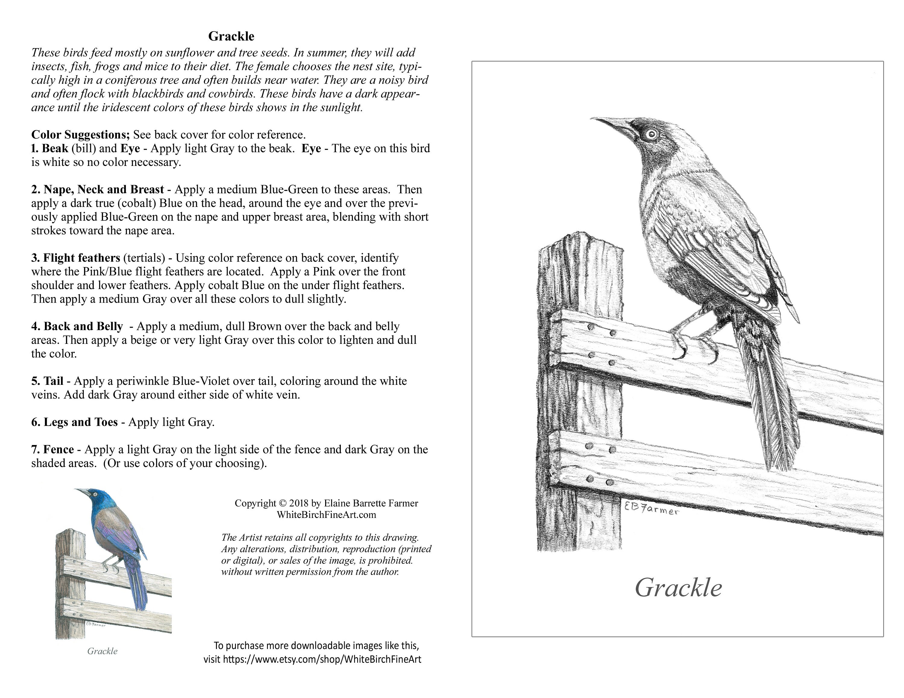 Blue grackle bird on fence post coloring pages winstructions for x and x sizes digital download and printable for adult kids