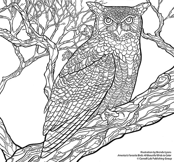 Download your free great horned owl coloring page