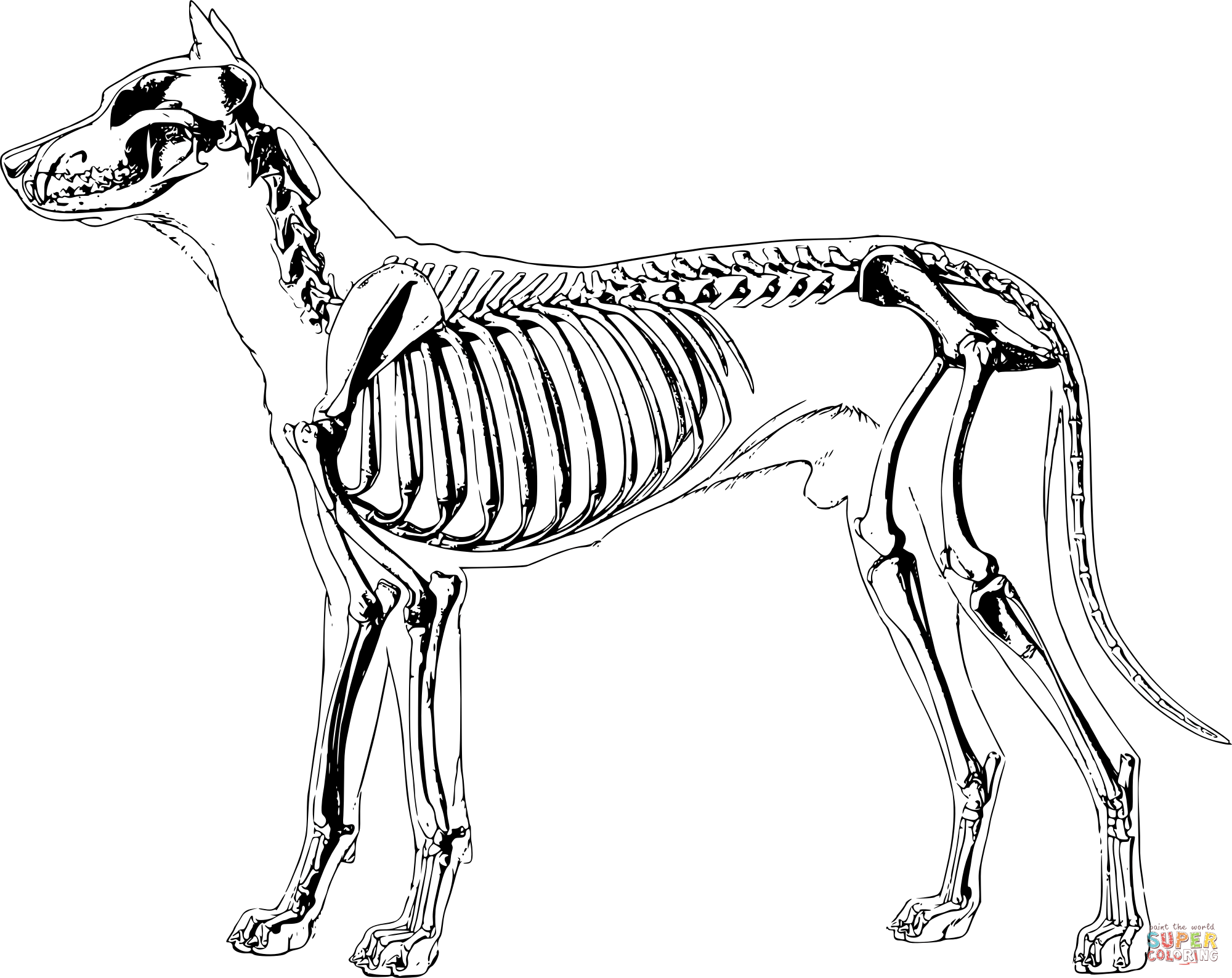 Vintage dog skeleton coloring page free printable coloring pages