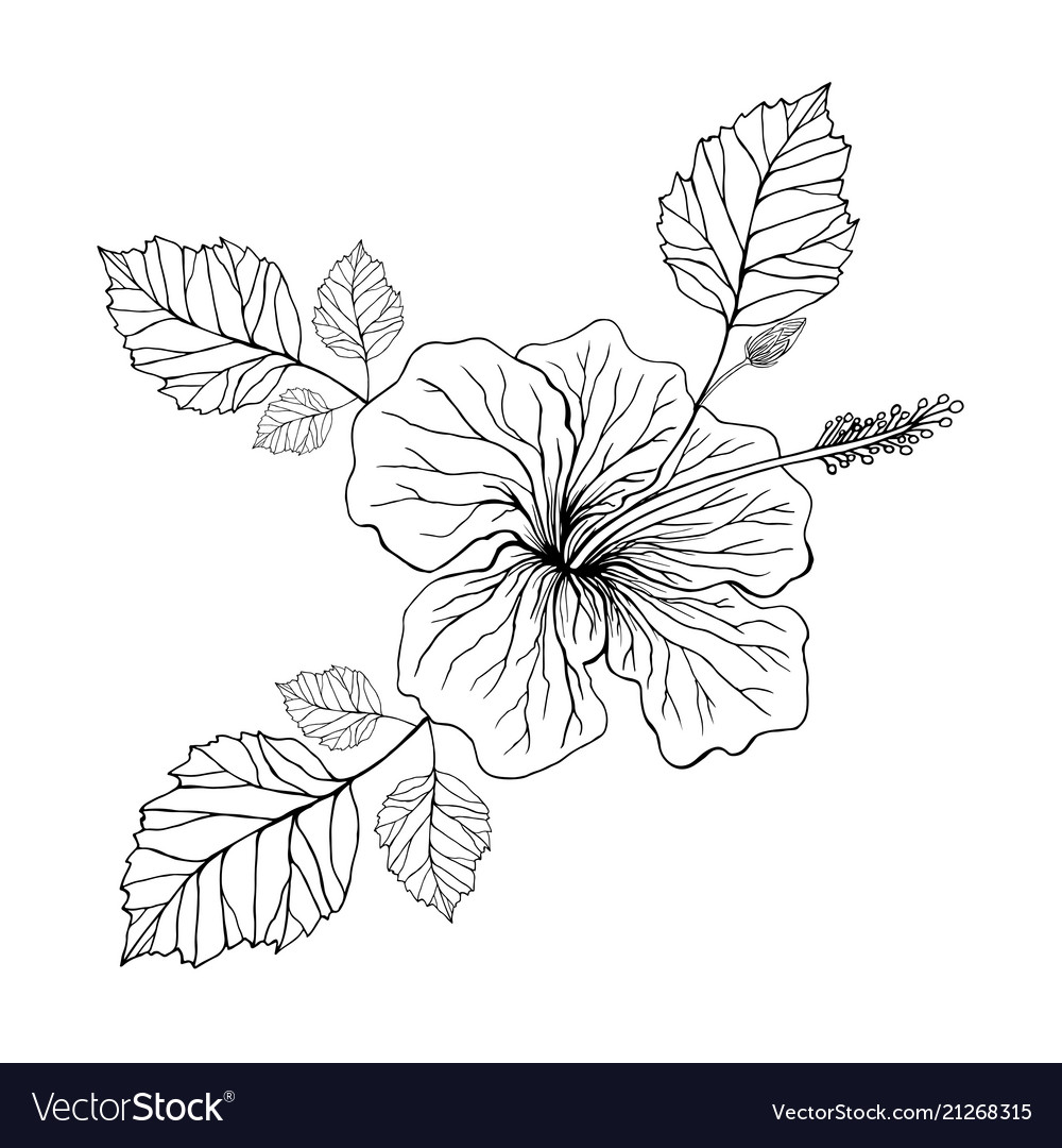 Flower hibiscus coloring page royalty free vector image
