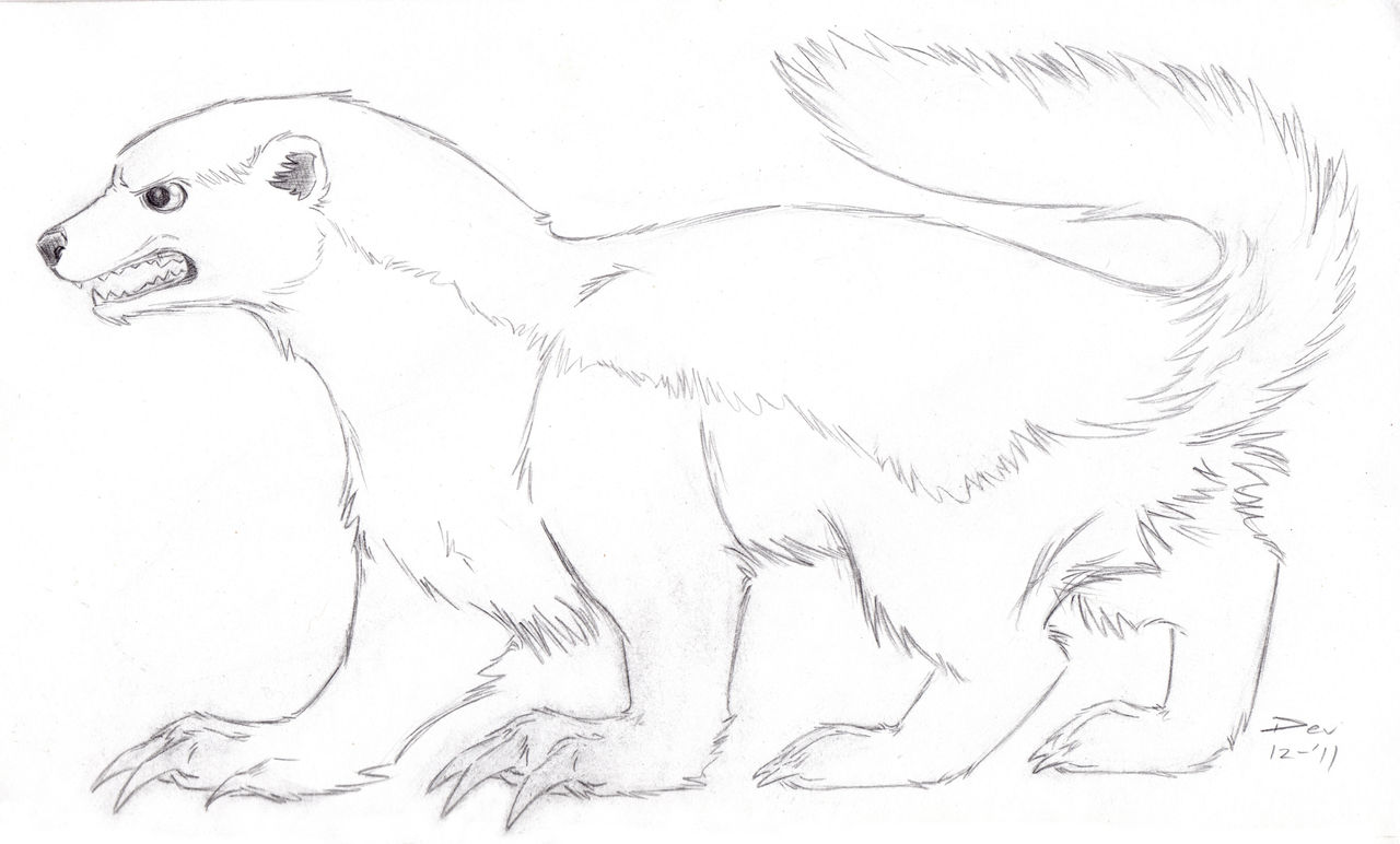 Honey badger