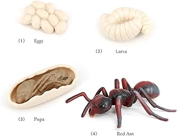 Modebeso ciclo de vida animal de hormigas rojas de animales modelo de ciclo de crecimiento de insectos figuras de animales pintadas a mano juguete educativo decoraciãn de pasteles regalo de cumpleaãos
