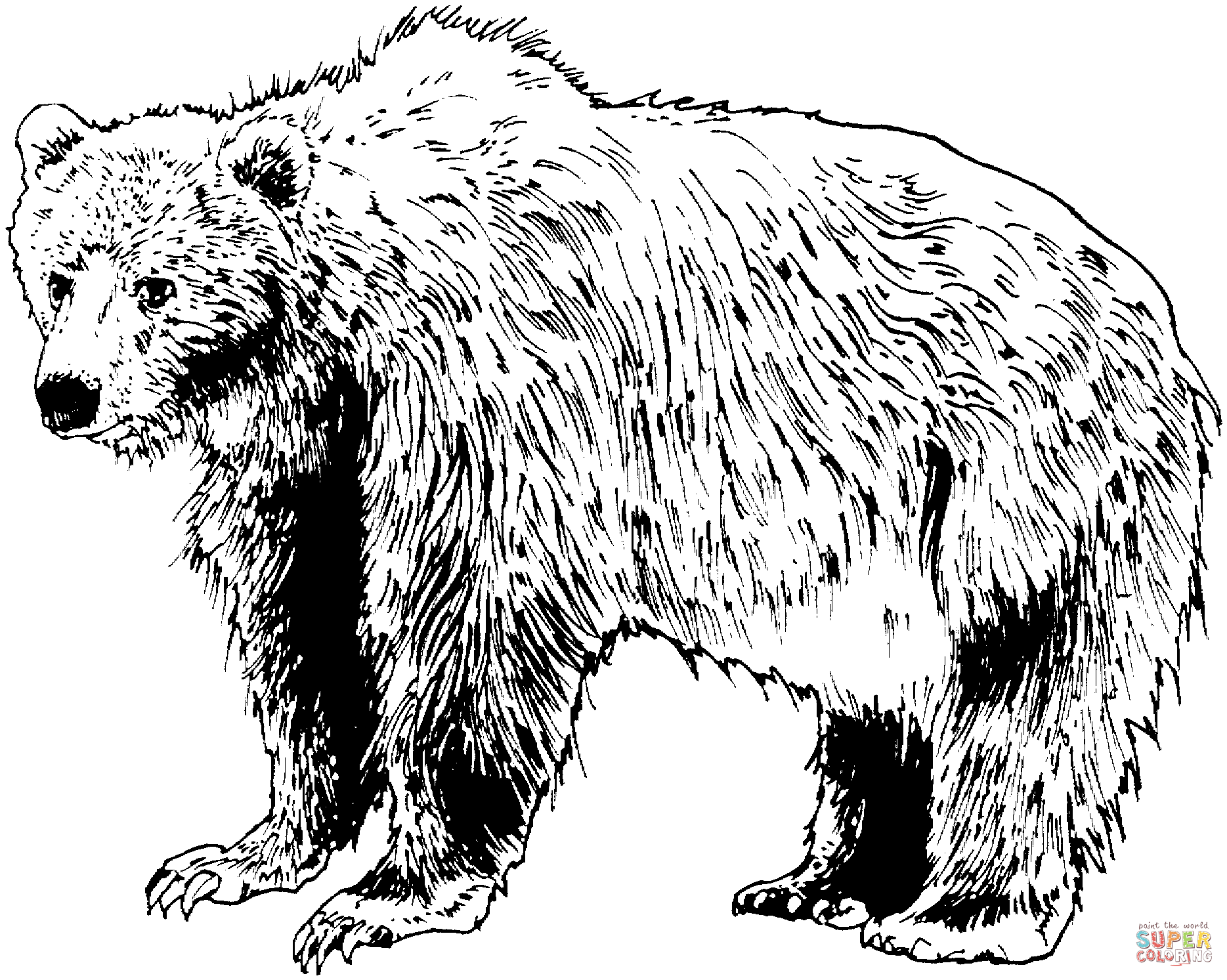 Brown bear coloring page free printable coloring pages