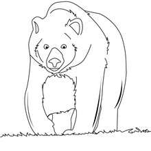 Big brown bear coloring pages