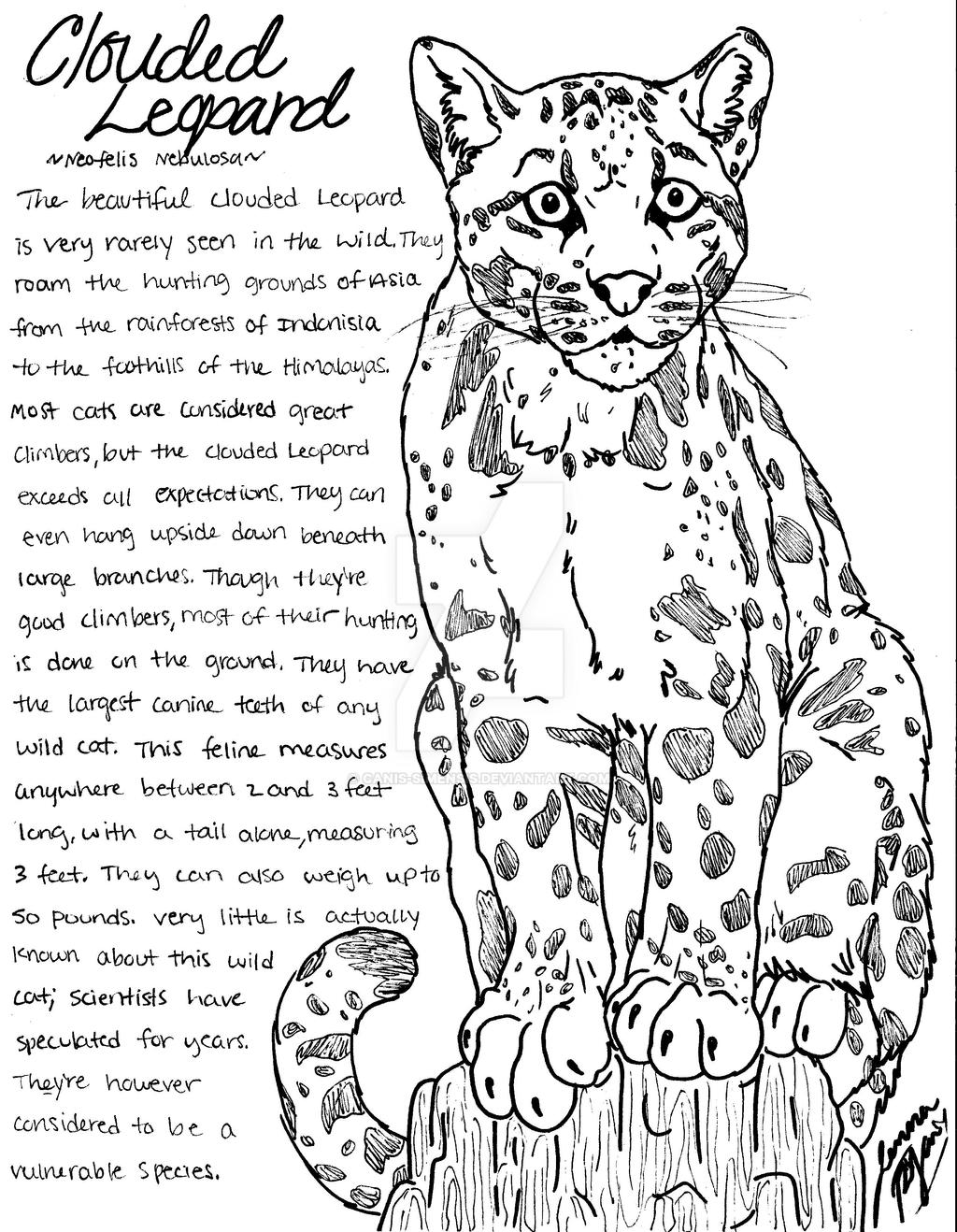 Clouded leopard coloring page by canis