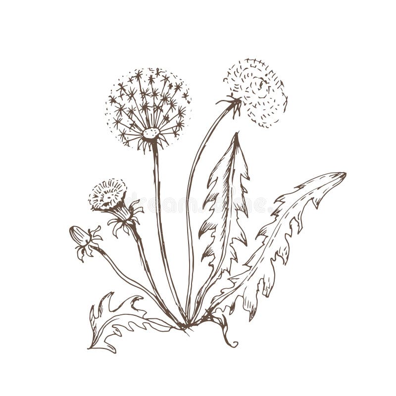 Coloring dandelion stock illustrations â coloring dandelion stock illustrations vectors clipart