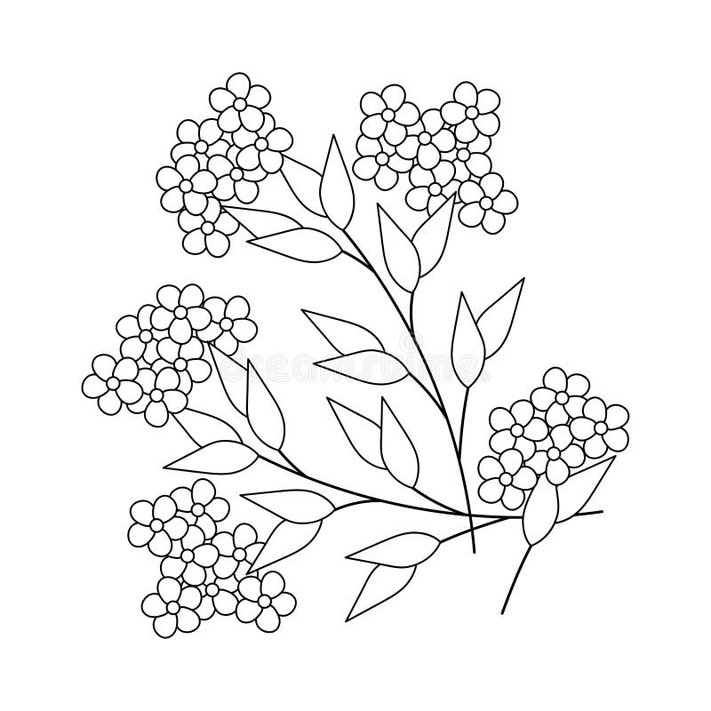 Forget me not single flower white stock illustrations â forget me not single flower white stock illustrations vectors clipart