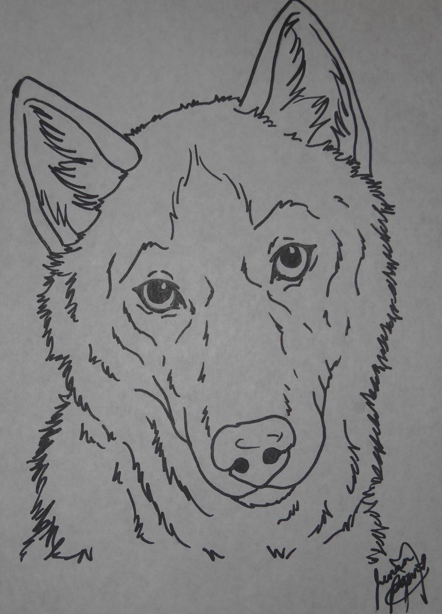 Husky coloring page by canis