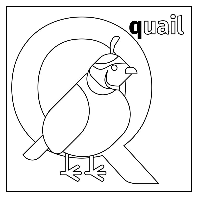 Quail letter q coloring page by smartstartstocker