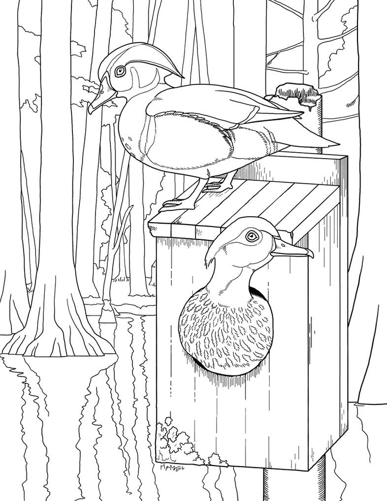 Wood duck coloring page by snailkites on