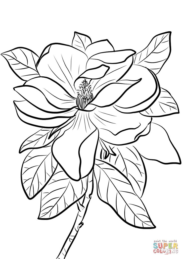 Magnolia grandiflora coloring page free printable coloring pages flower coloring pages printable flower coloring pages free adult coloring pages