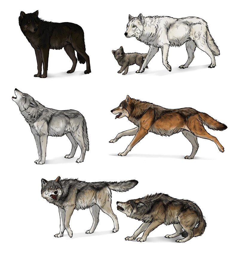 Sketchbook original how to draw wolves â monika zagrobelna