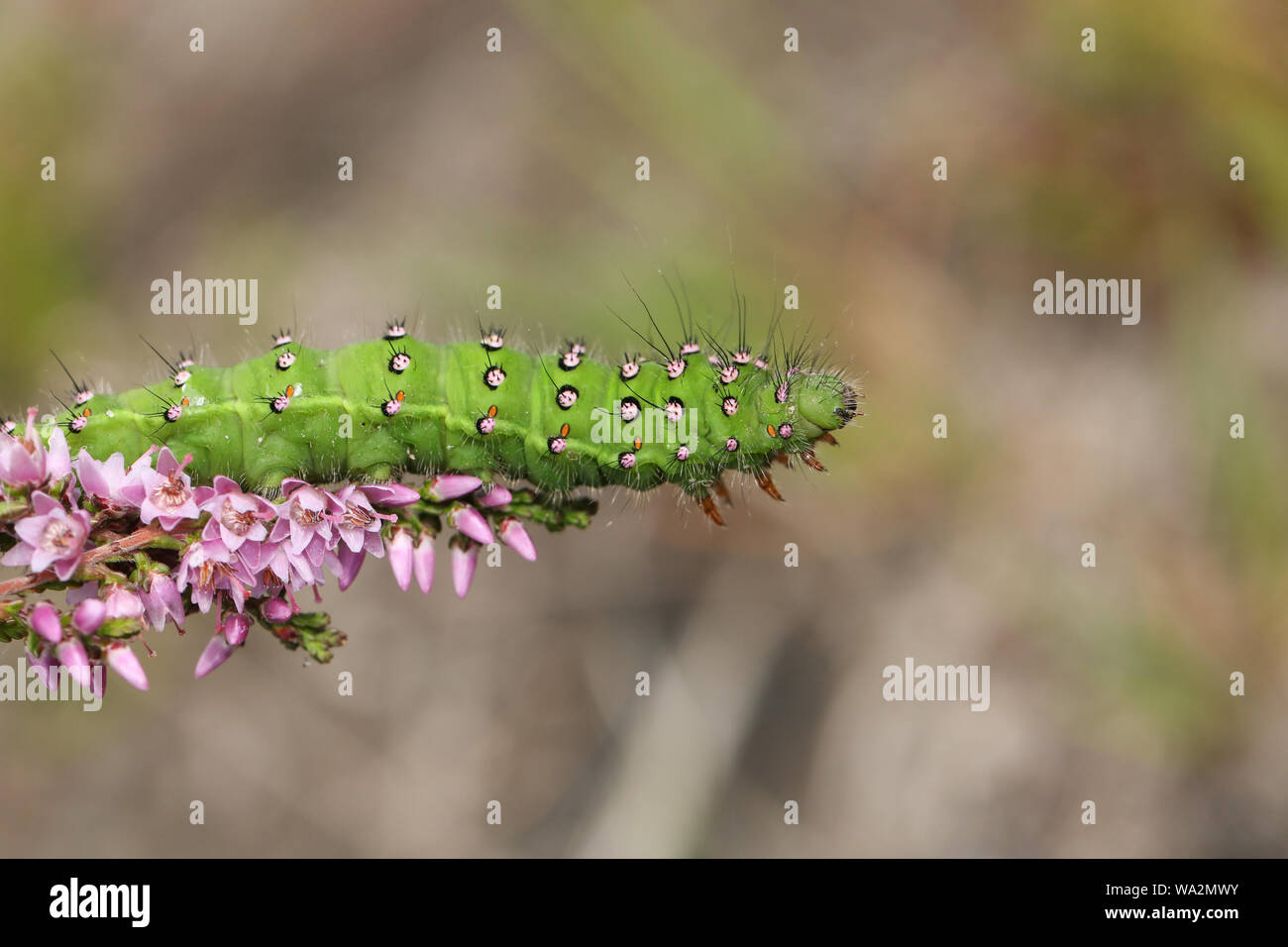 Emperor saturnia pavonia caterpillar hi