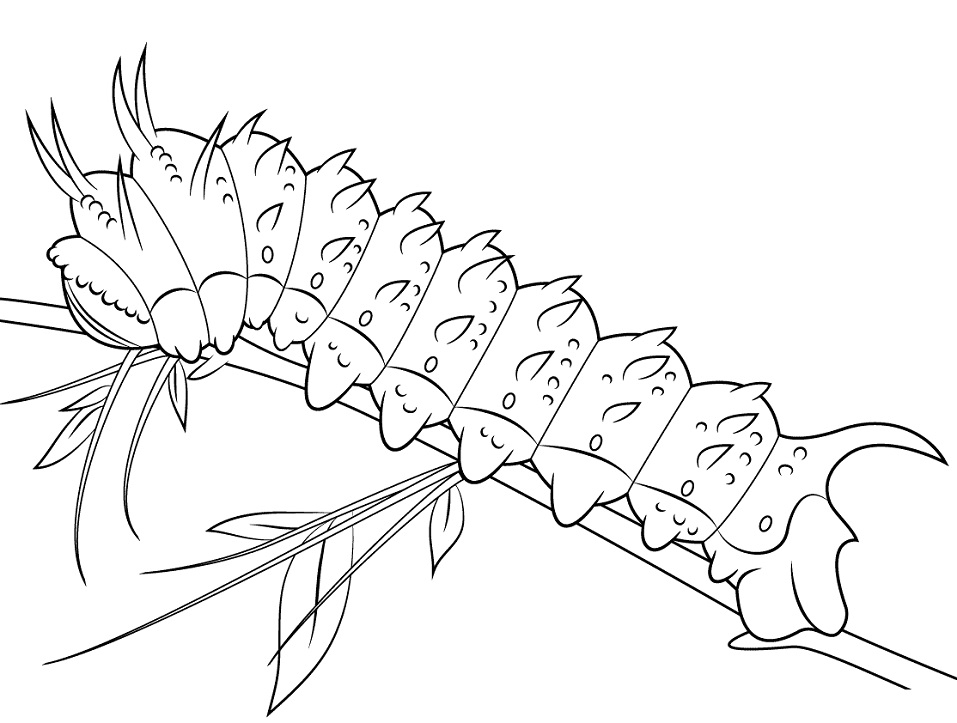 Hubbards silkmoth caterpillar fãrbung seite