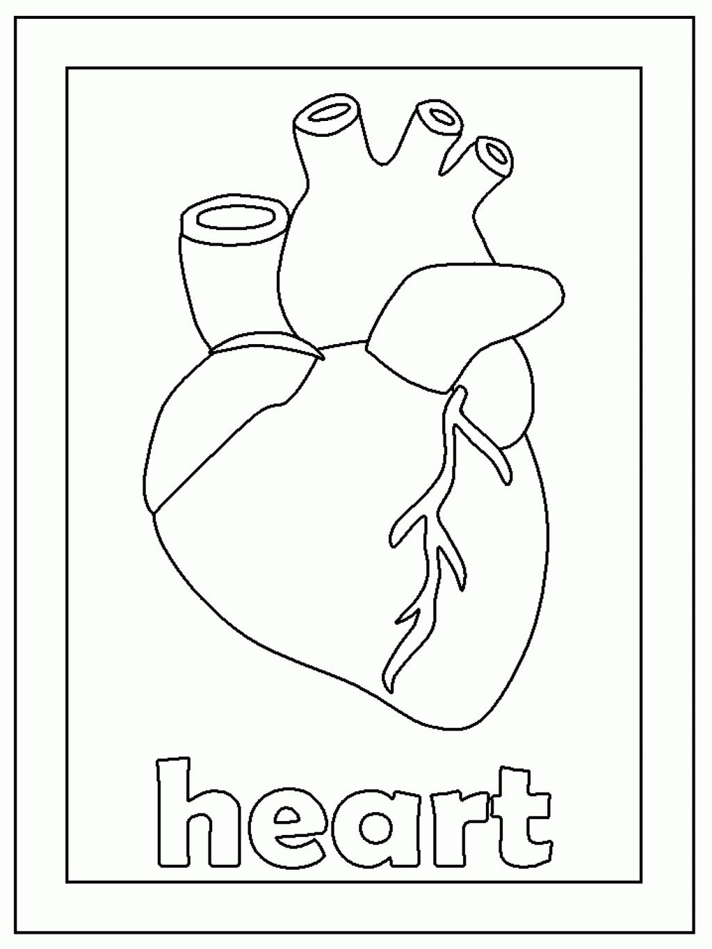 Coloring pages on x coloring pages of the human heart httpstcoedayfuvake httpstcokykarafkrw x