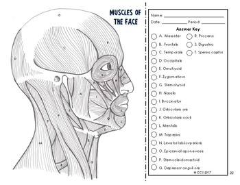 Muscular system coloring by the science connection tpt