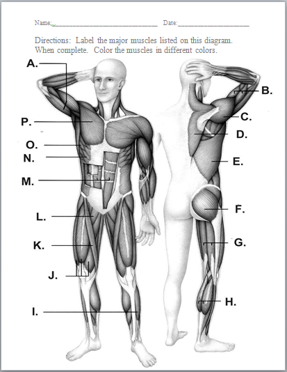 Muscular system human body
