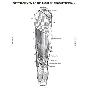 Musculoskeletal anatomy loring book muslino dc joseph e books