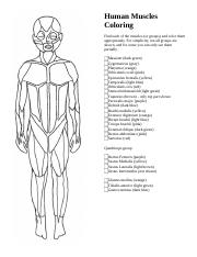 Human muscles coloring