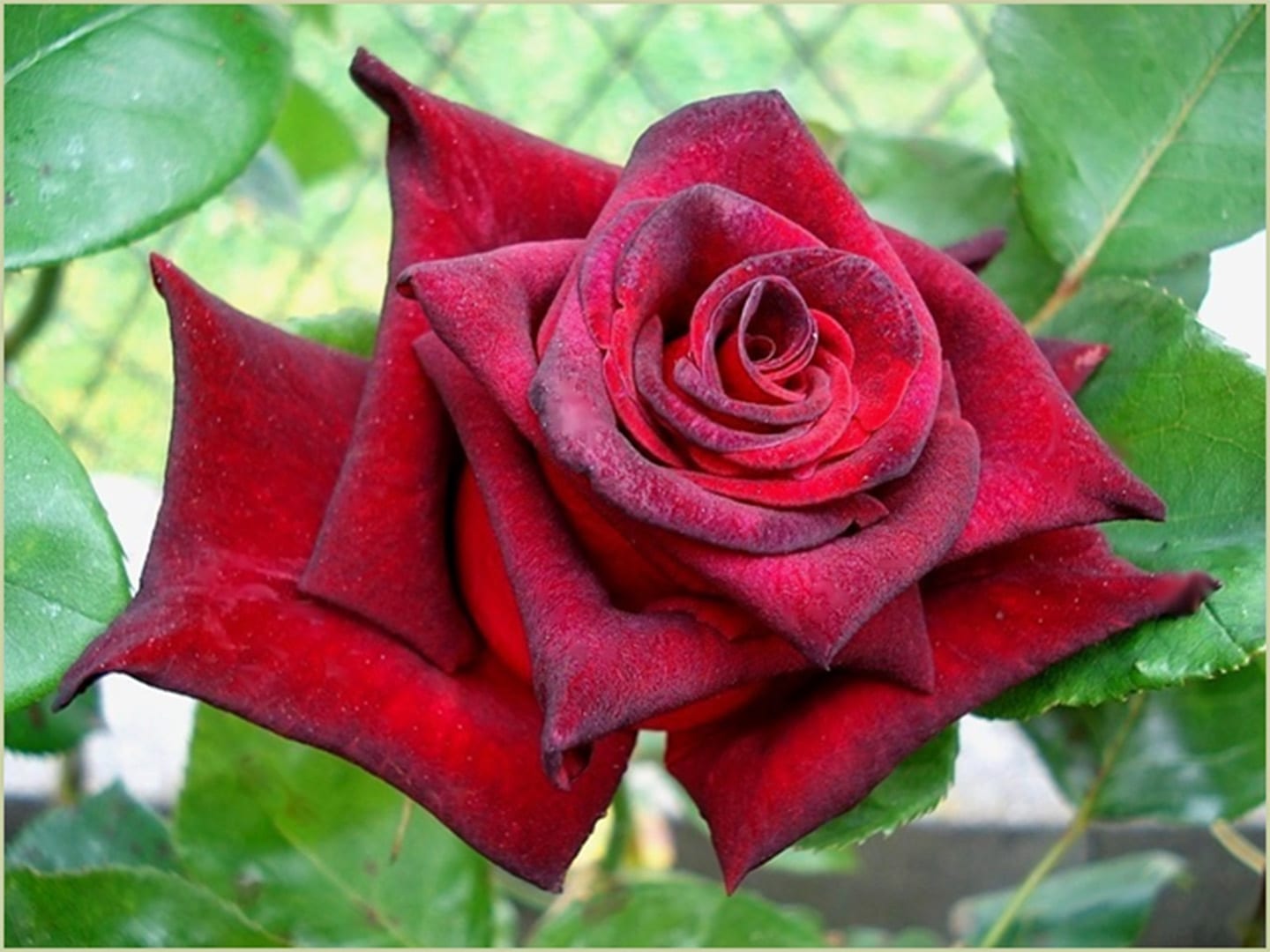 Hybrid tea archives