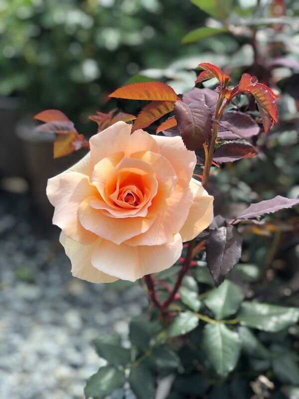Rose list