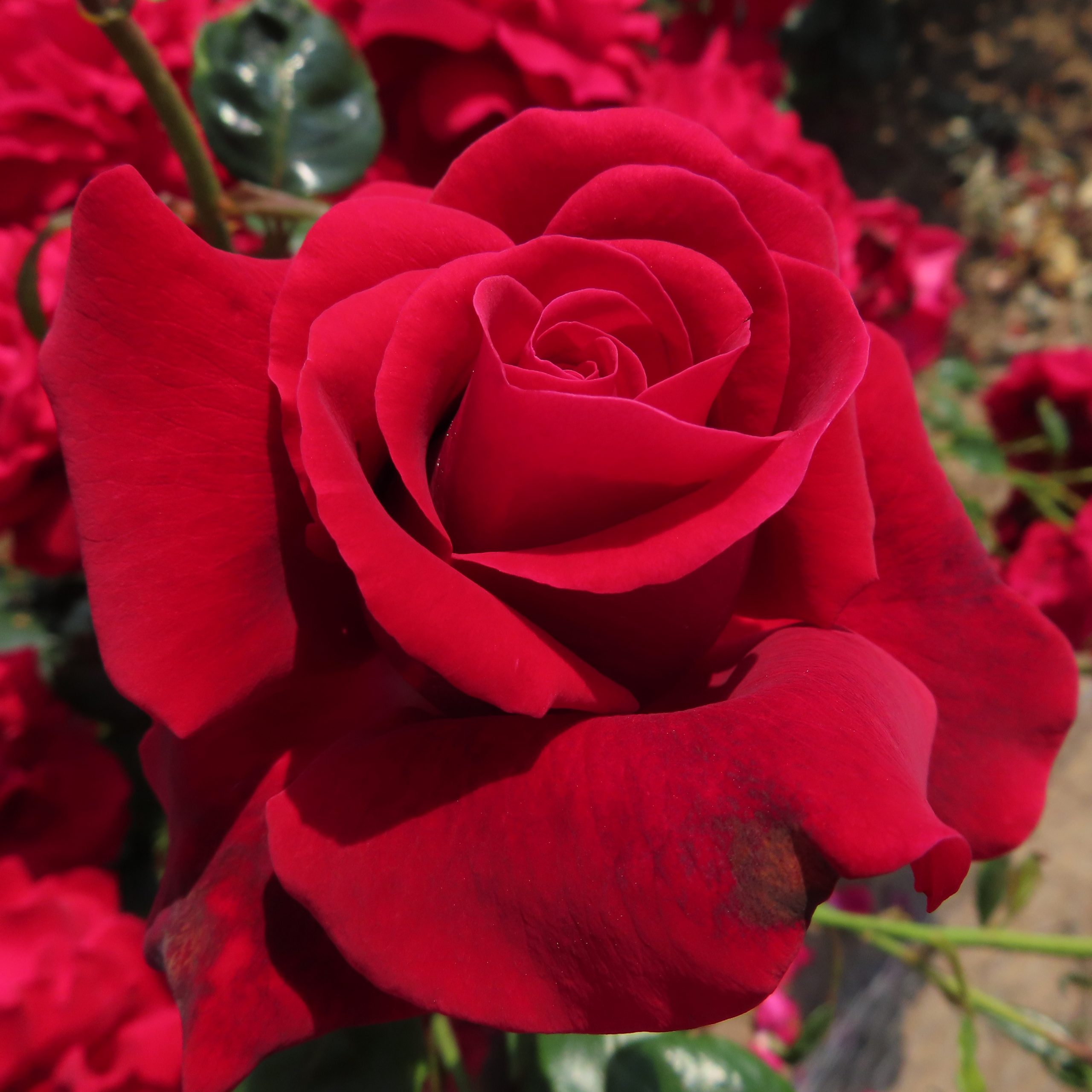 Unforgettable times rose red hybrid teastyle roses