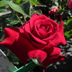 Unforgettable times rose red hybrid teastyle roses