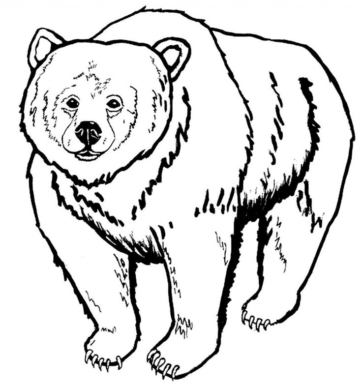 Dibujos de osos para colorear y pintar bear coloring pages polar bear coloring page animal coloring pages