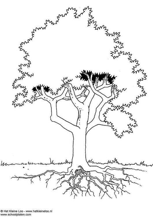 Dibujo para colorear ãrbol