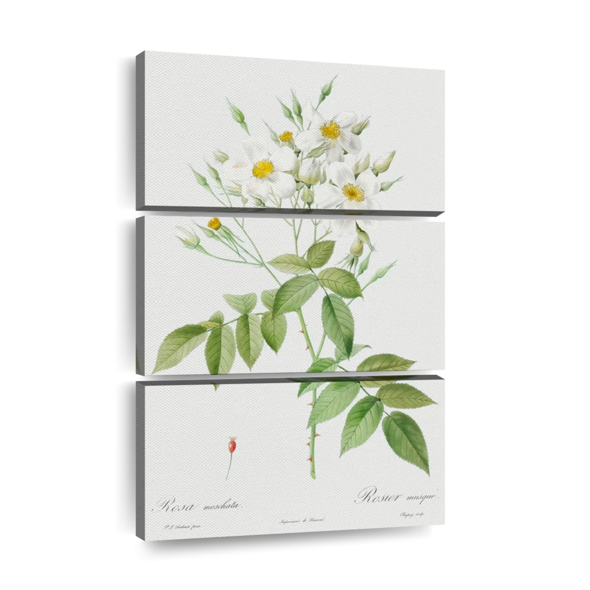 Kalanchoe laciniata art canvas prints frames posters