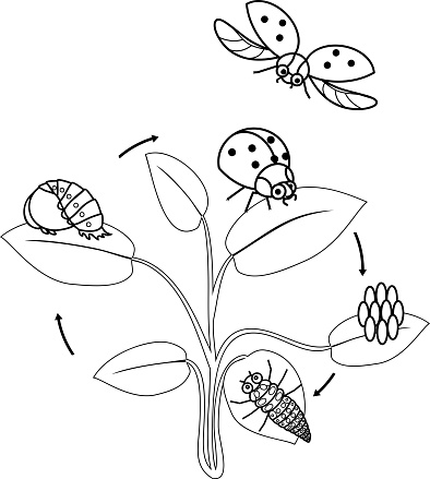 Life cycle of ladybug coloring page sequence of stages of development of ladybug from egg to adult insect stock illustration