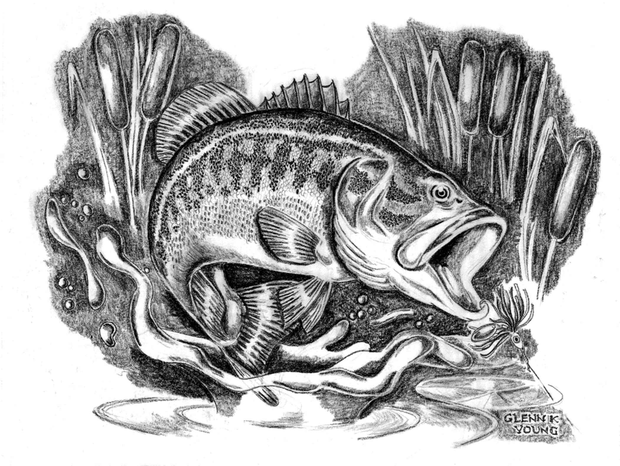 Fileillustration drawing of largemouth bass micropterus salmoides in cattailsjpg