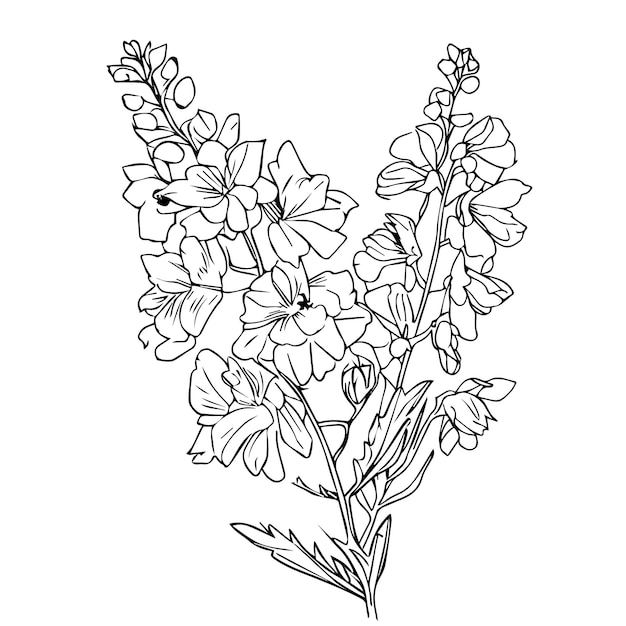 Premium vector handdrawn delphinium flower botanical illustration larkspur flower coloring page larkspur clipart