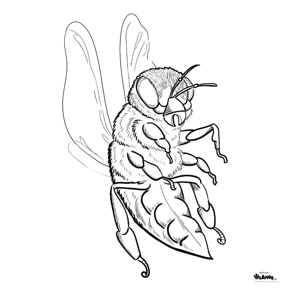 Dibujo para colorear abeja biene bee â