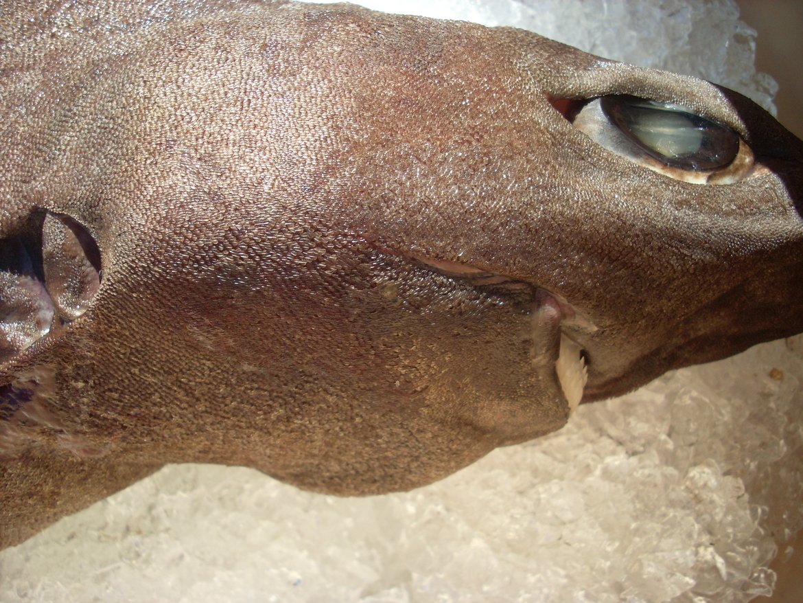 Leafscale gulper shark