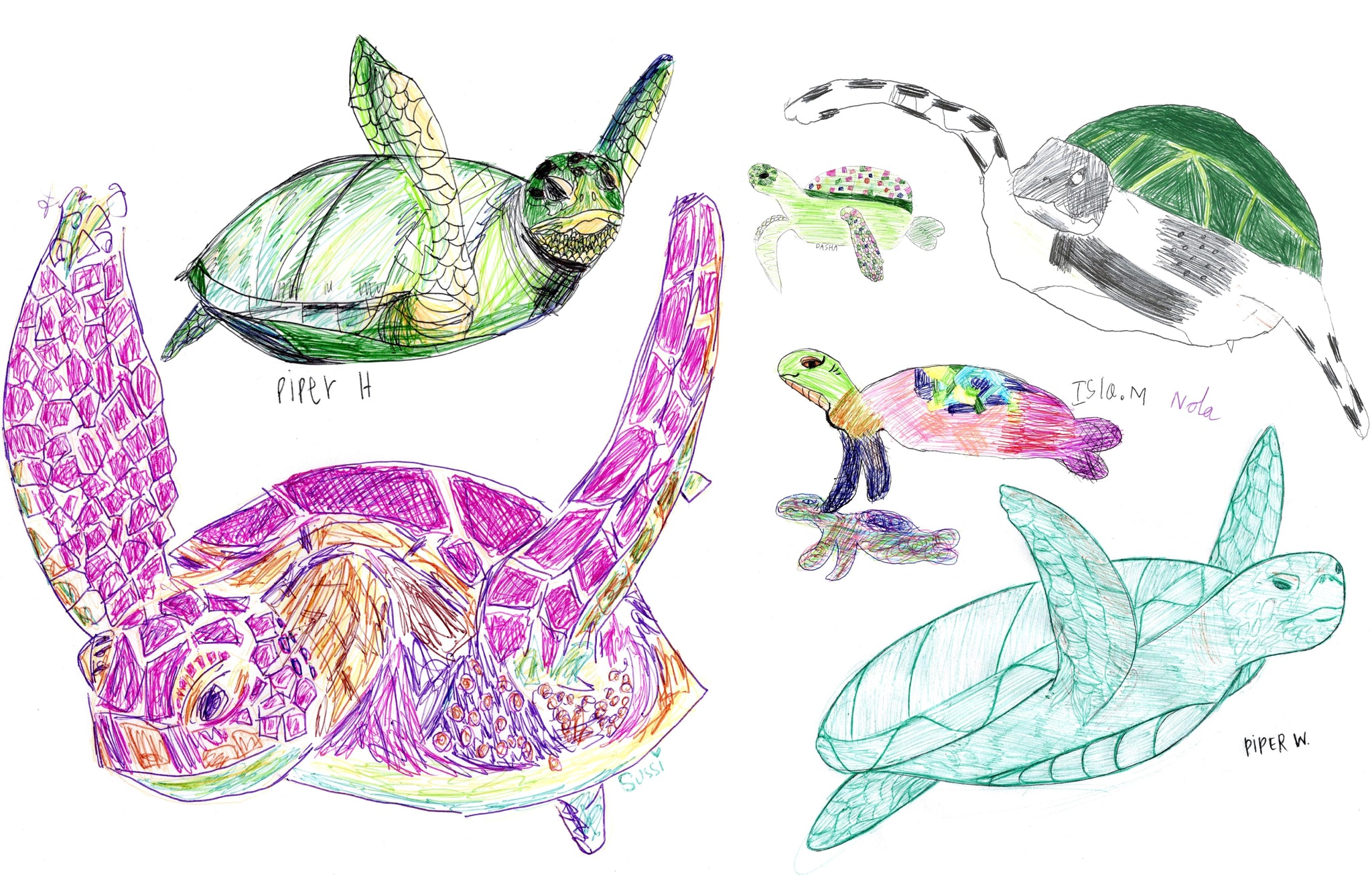 Laguna marine wildlife â drawing for the planet
