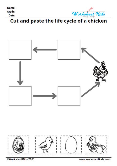 Life cycle of a chicken for kids worksheet