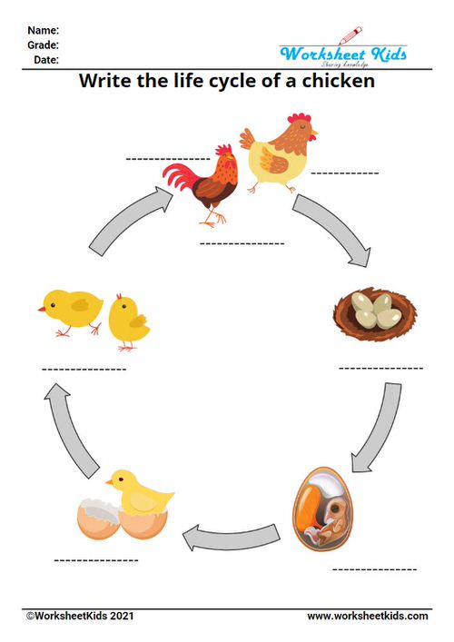 Life cycle of a chicken for kids worksheet