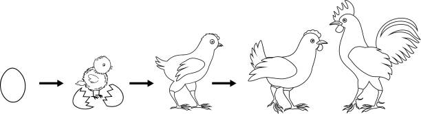 Chicken life cycle stock illustrations royalty