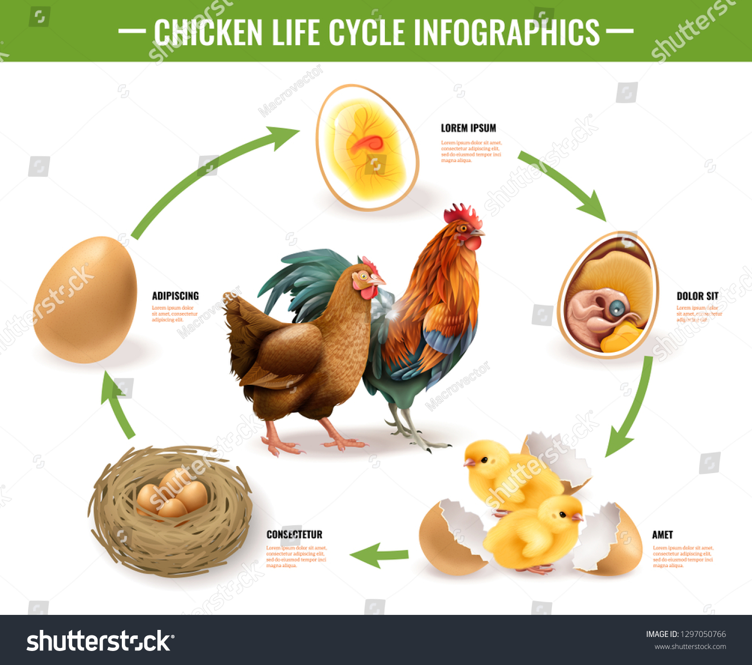 Hundred chicken life cycle royalty