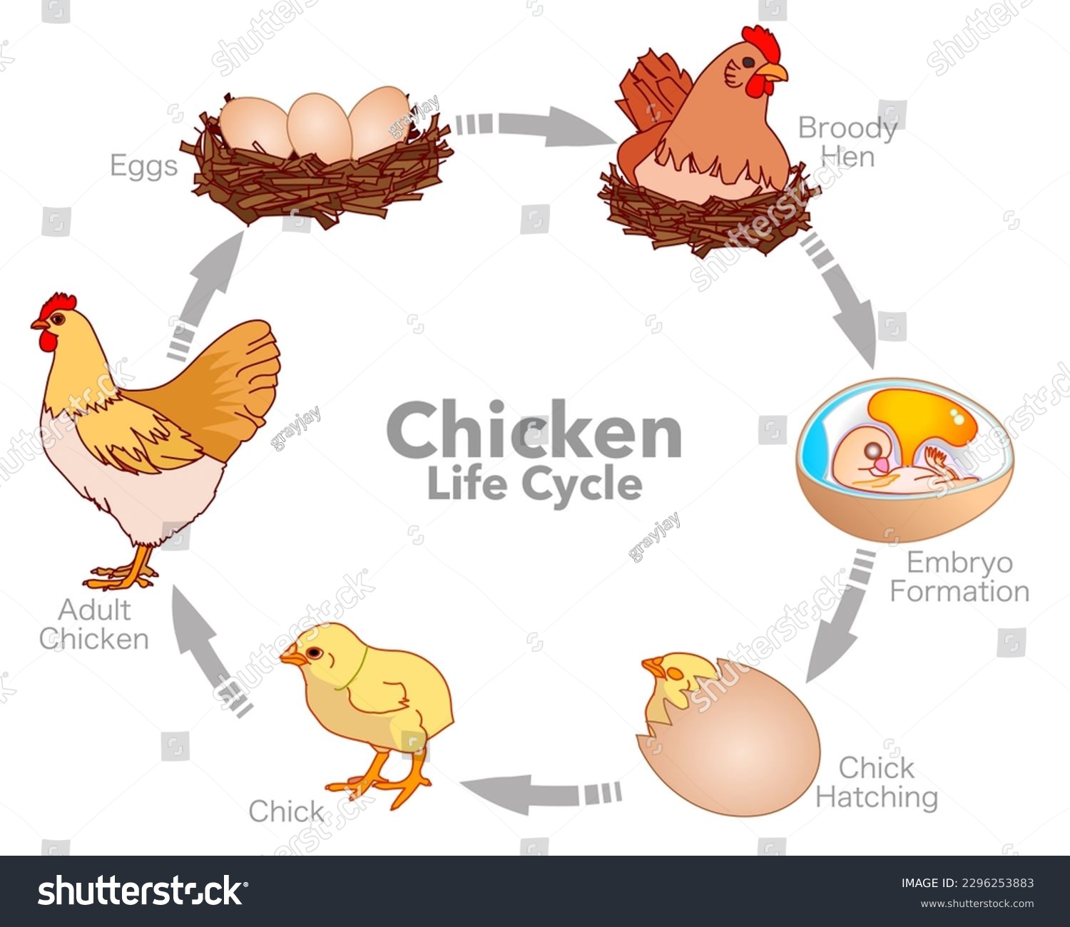 Chicken life cycle birds poultry reproduction stock vector royalty free