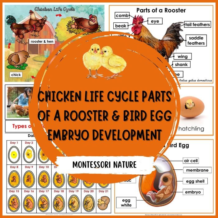 Chicken life cycle parts of a rooster bird egg daily cycle of a chicken embryo chart