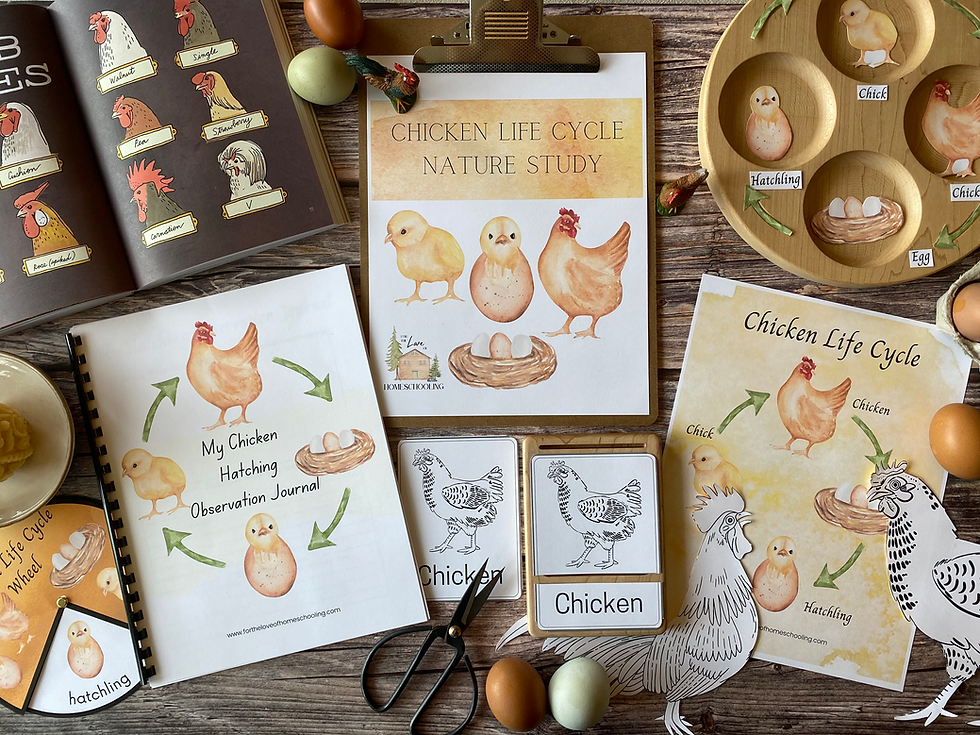 Chicken life cycle nature study ftl of homeschooling