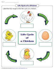 Life cycle of a chicken worksheets