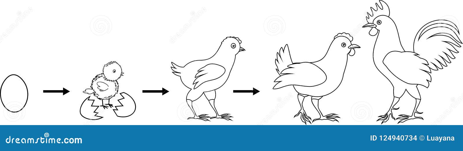 Life cycle chicken stock illustrations â life cycle chicken stock illustrations vectors clipart