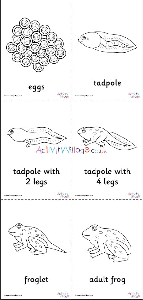 Frog life cycle louring pages set