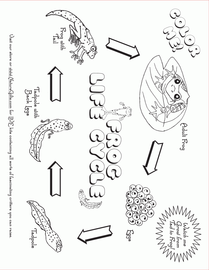 Color the life cycle frog worksheets