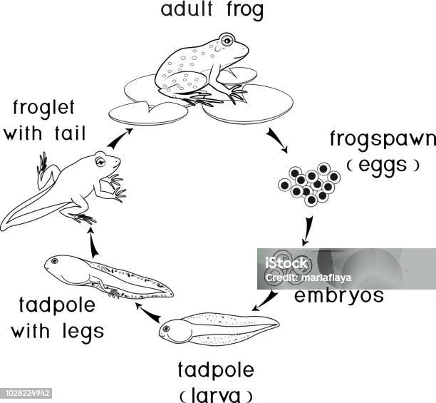 Coloring page with life cycle of frog sequence of stages of development of frog from egg to adult animal stock illustration