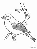 Finch pages
