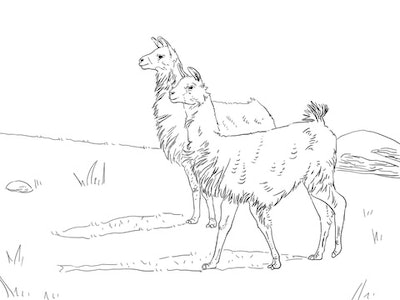 Cute llama coloring pages you can print to your hearts content